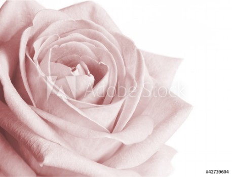 Picture of Very pale pink rose on white background
